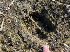 Cervus canadensis nannodes