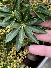 Pieris japonica