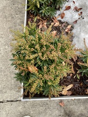 Pieris japonica