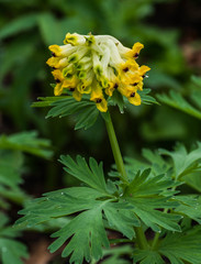 Corydalis nobilis