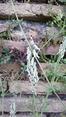Fumaria capreolata capreolata