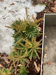 Pieris japonica