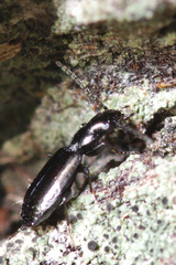 Syntomus americanus