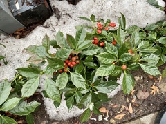Aucuba japonica