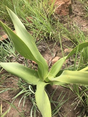 Schizocarphus nervosus