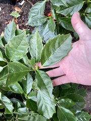 Aucuba japonica