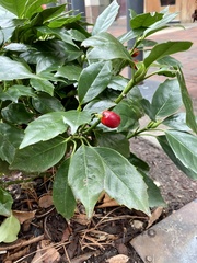 Aucuba japonica