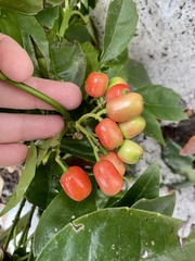 Aucuba japonica