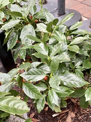 Aucuba japonica