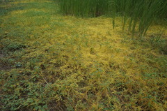 Cuscuta chinensis