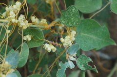 Cuscuta chinensis