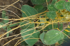 Cuscuta chinensis