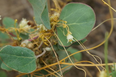Cuscuta chinensis