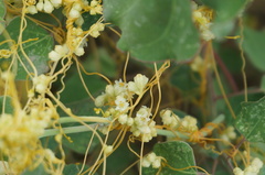 Cuscuta chinensis