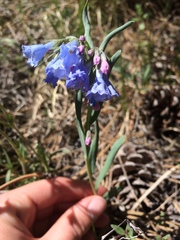 Mertensia lanceolata