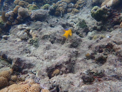 Photo of Spanish hogfish (Bodianus rufus)