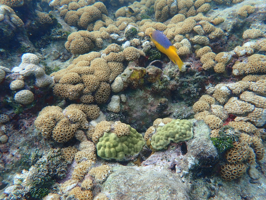 Photo of Spanish hogfish (Bodianus rufus)