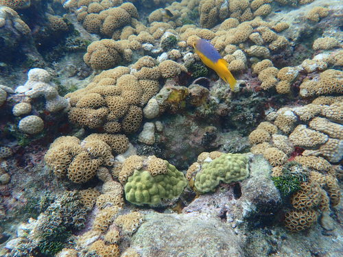 Photo of Spanish hogfish (Bodianus rufus)