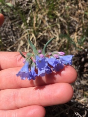 Mertensia lanceolata