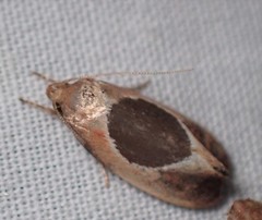 Hoplomorpha abalienella