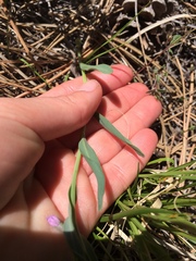Mertensia lanceolata