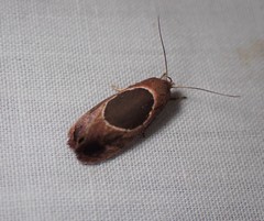 Hoplomorpha abalienella