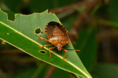 Anaxarchus pardalinus