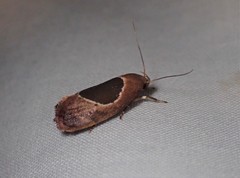 Hoplomorpha abalienella