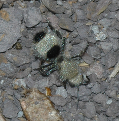 Dasymutilla melanargyrea