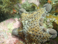 Pentagonaster pulchellus