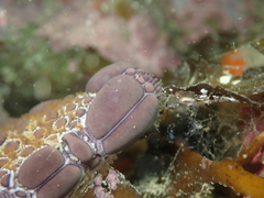Pentagonaster pulchellus