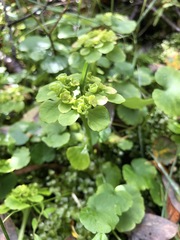 Chrysosplenium serreanum
