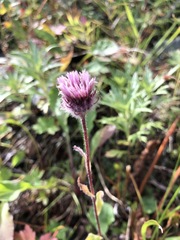 Erigeron eriocephalus