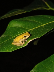 Chirixalus trilaksonoi