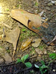 Chirixalus trilaksonoi