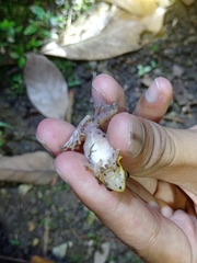 Chirixalus trilaksonoi