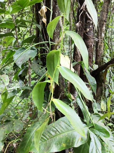 Image of Vanilla inodora by no rights reserved