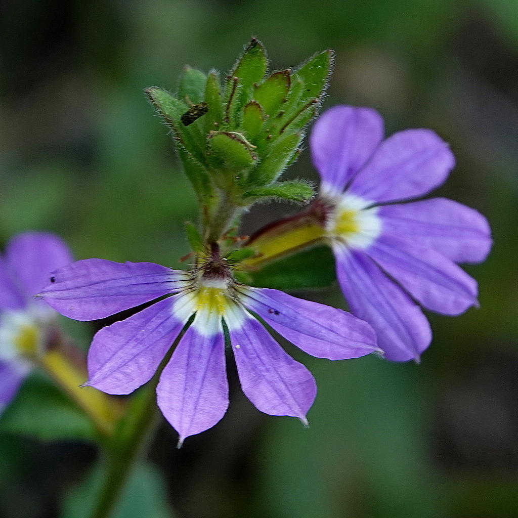 Fairy Fan-flower