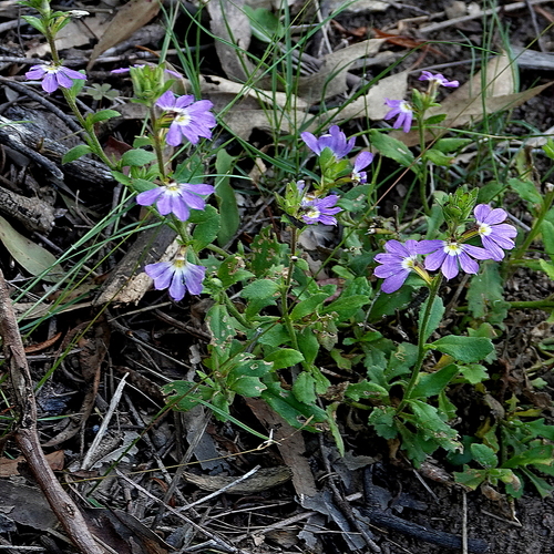 Scaevola aemula
