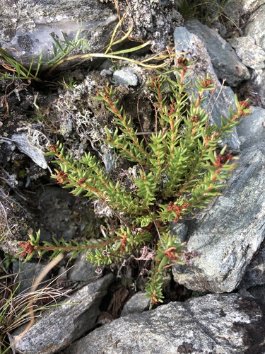 Image of Rhodiola quadrifida by (c) Valerii Glazunov, some rights reserved (CC BY)