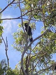 Zanda funerea funerea