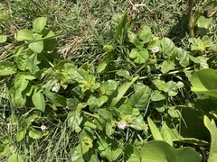 Boerhavia repens
