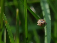 Agalliina