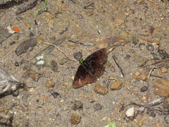 Gorgopas chlorocephala