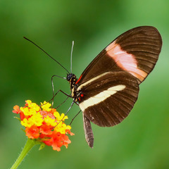 Heliconius melpomene rosina