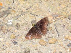 Gorgopas chlorocephala