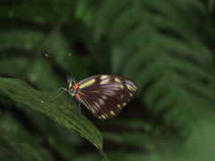 Pieriballia viardi