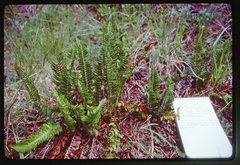Polystichum munitum × scopulinum