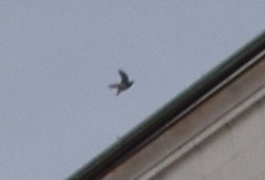 Columba livia domestica