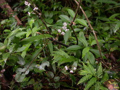 Ainsliaea fragrans